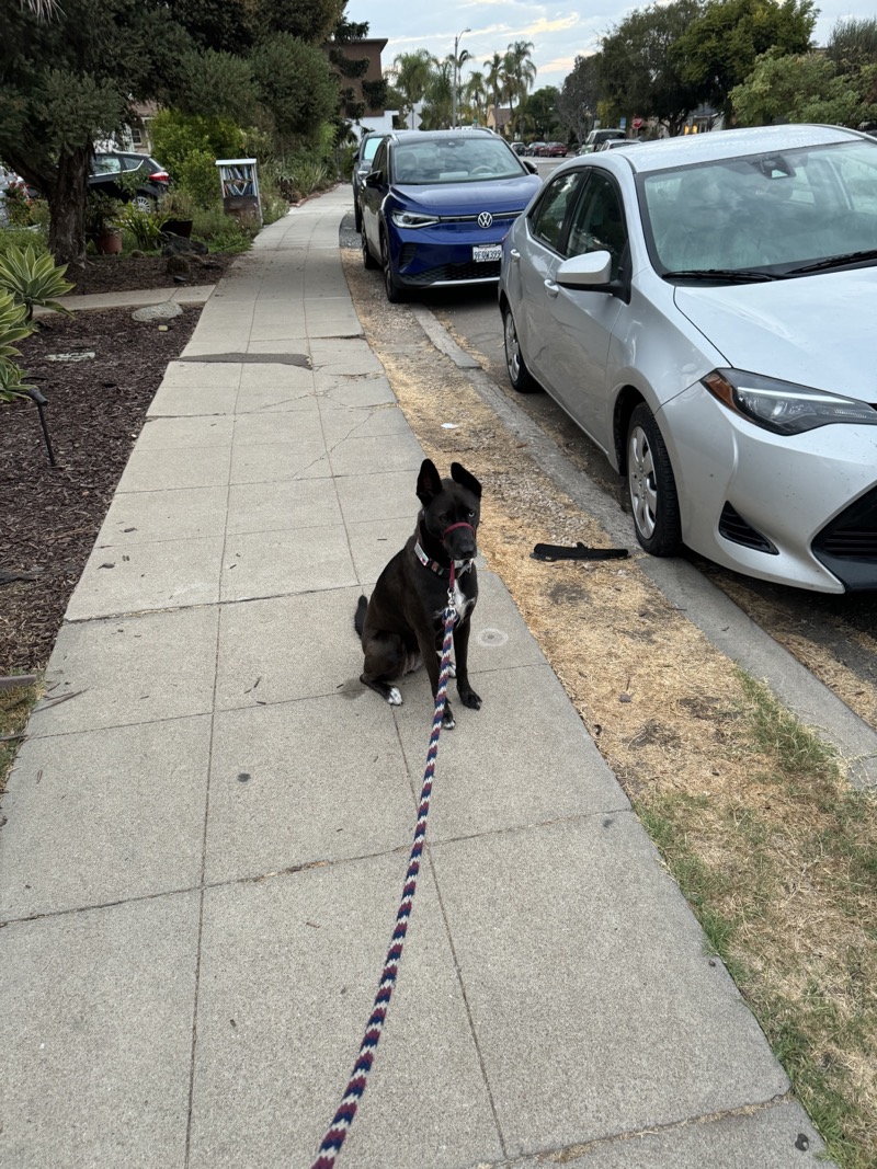 A picture of a black dog named Bowie sitting, taken on September 7 2024 at 6:25 am